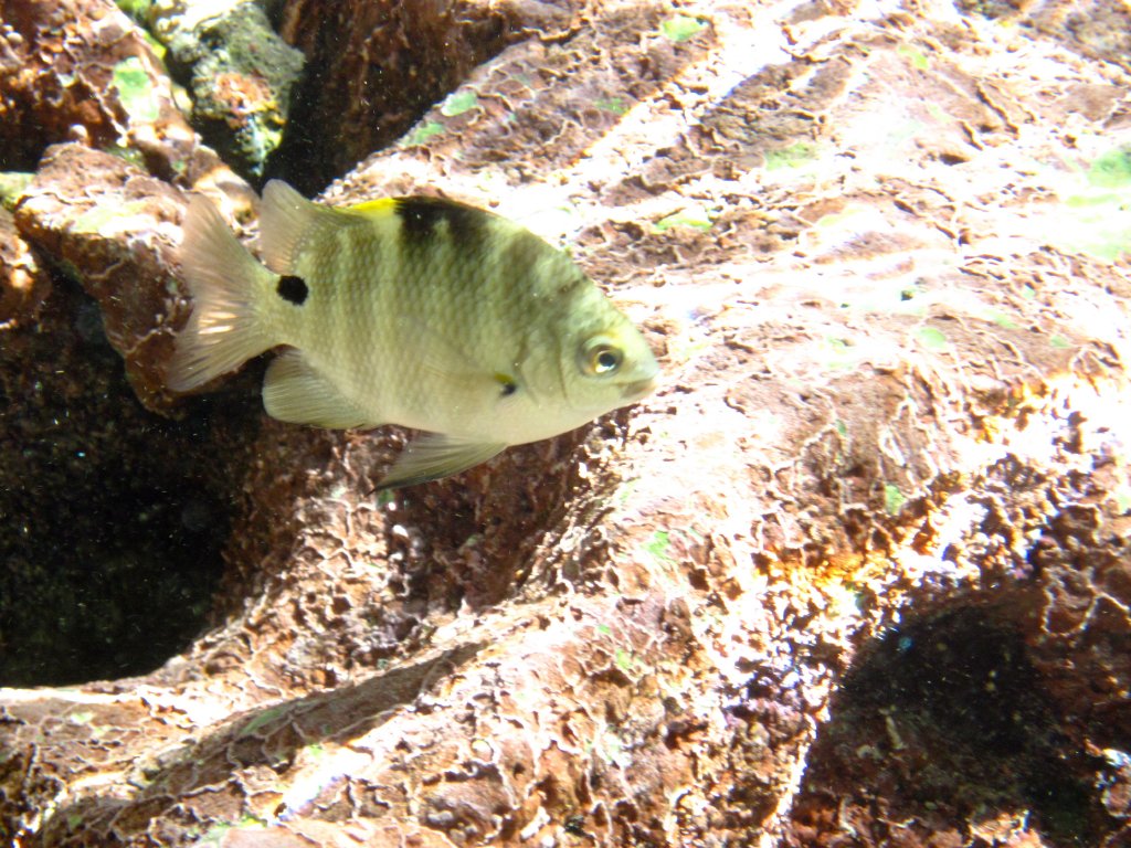 Blackspot Sergeant (Abudefduf sordidus)