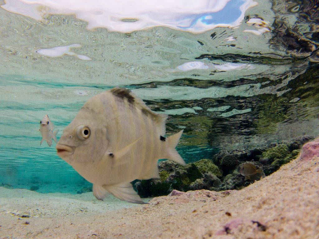 Blackspot Sergeant (Abudefduf sordidus)
