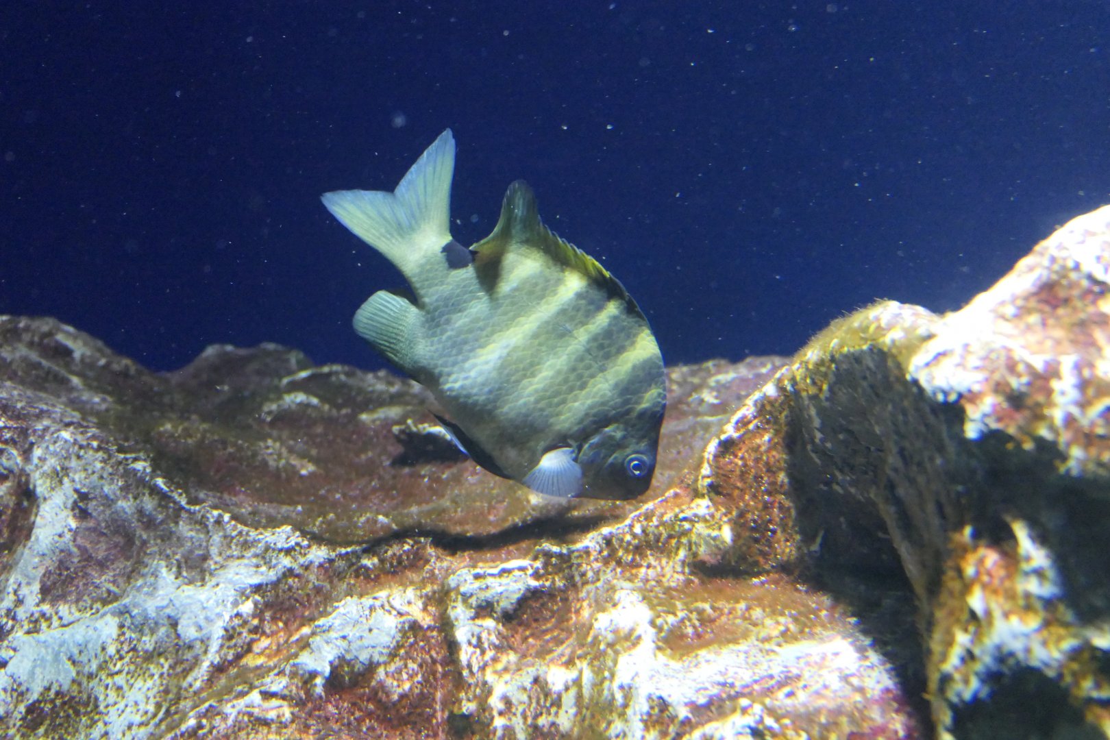 Blackspot Sergeant (Abudefduf sordidus)