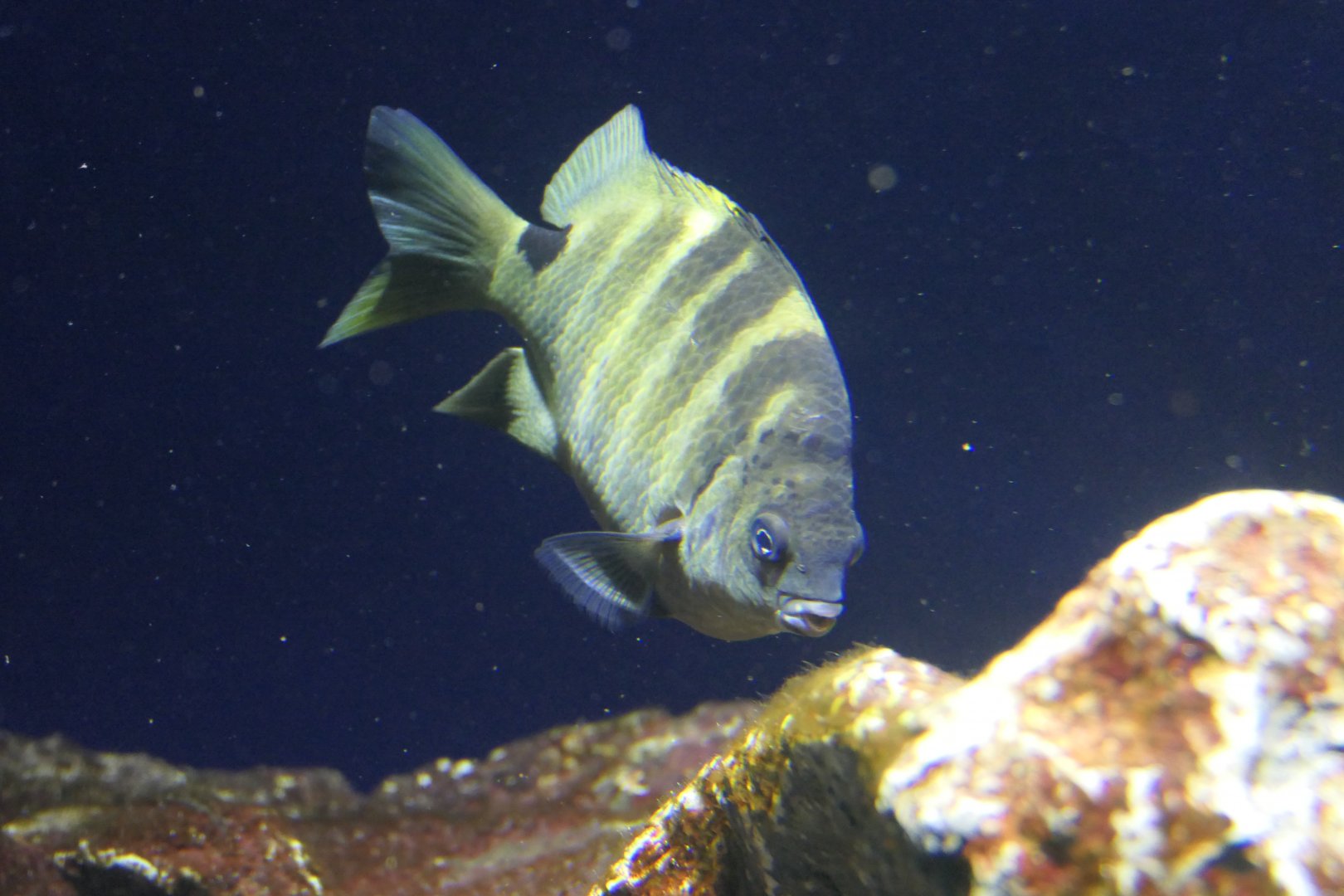 Blackspot Sergeant (Abudefduf sordidus)