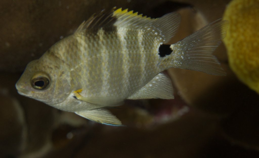 Blackspot Sergeant juvenile (Abudefduf sordidus)