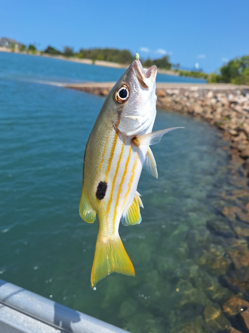 Blackspot Snapper (Lutjanus fulviflamma)