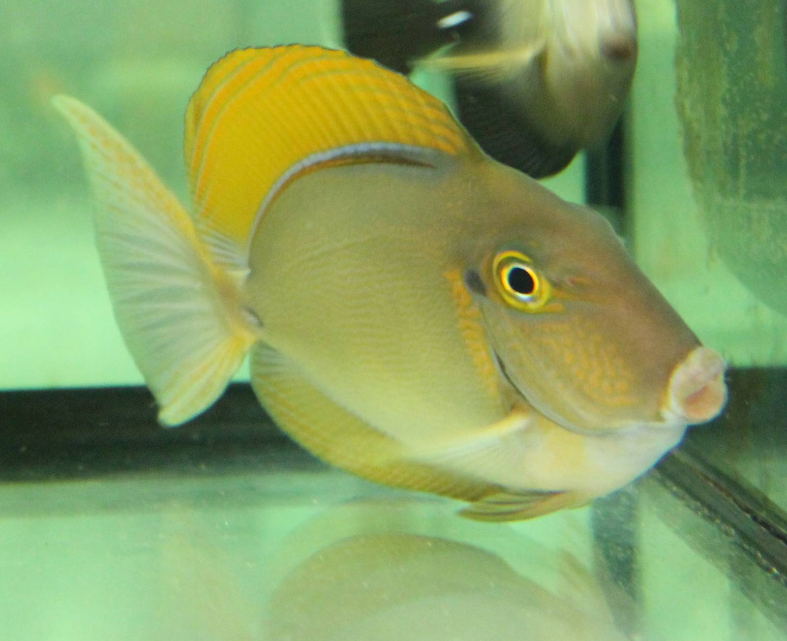 Blackspot surgeonfish