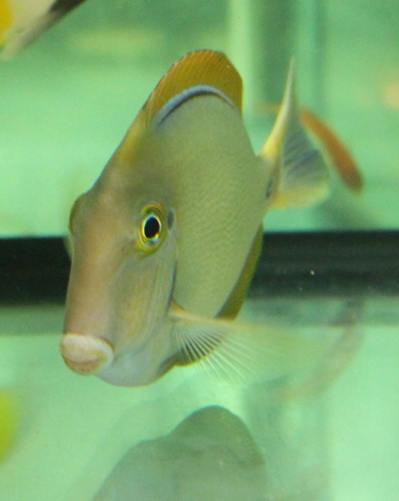 Blackspot Surgeonfish