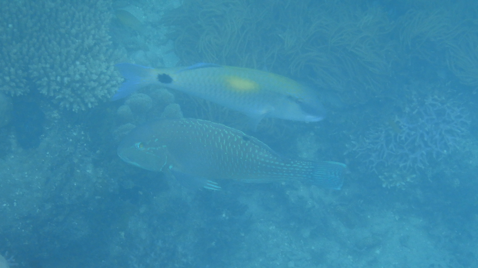 Blackspot Tuskfish (Choerodon schoenleinii) and Yellowspot Goatfish (Parupeneus indicus) - Green Island