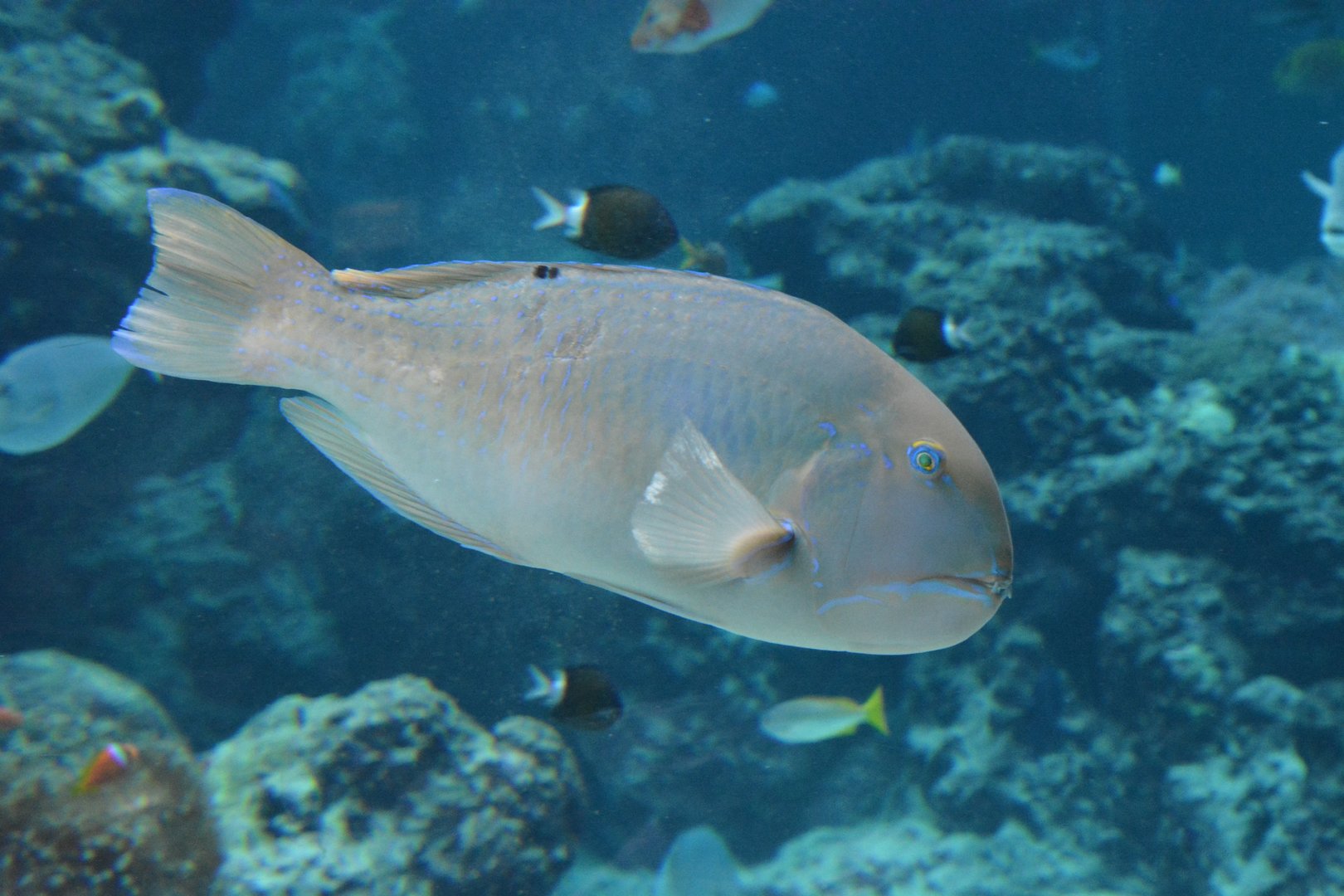 Blackspot tuskfish (Choerodon schoenleinii)