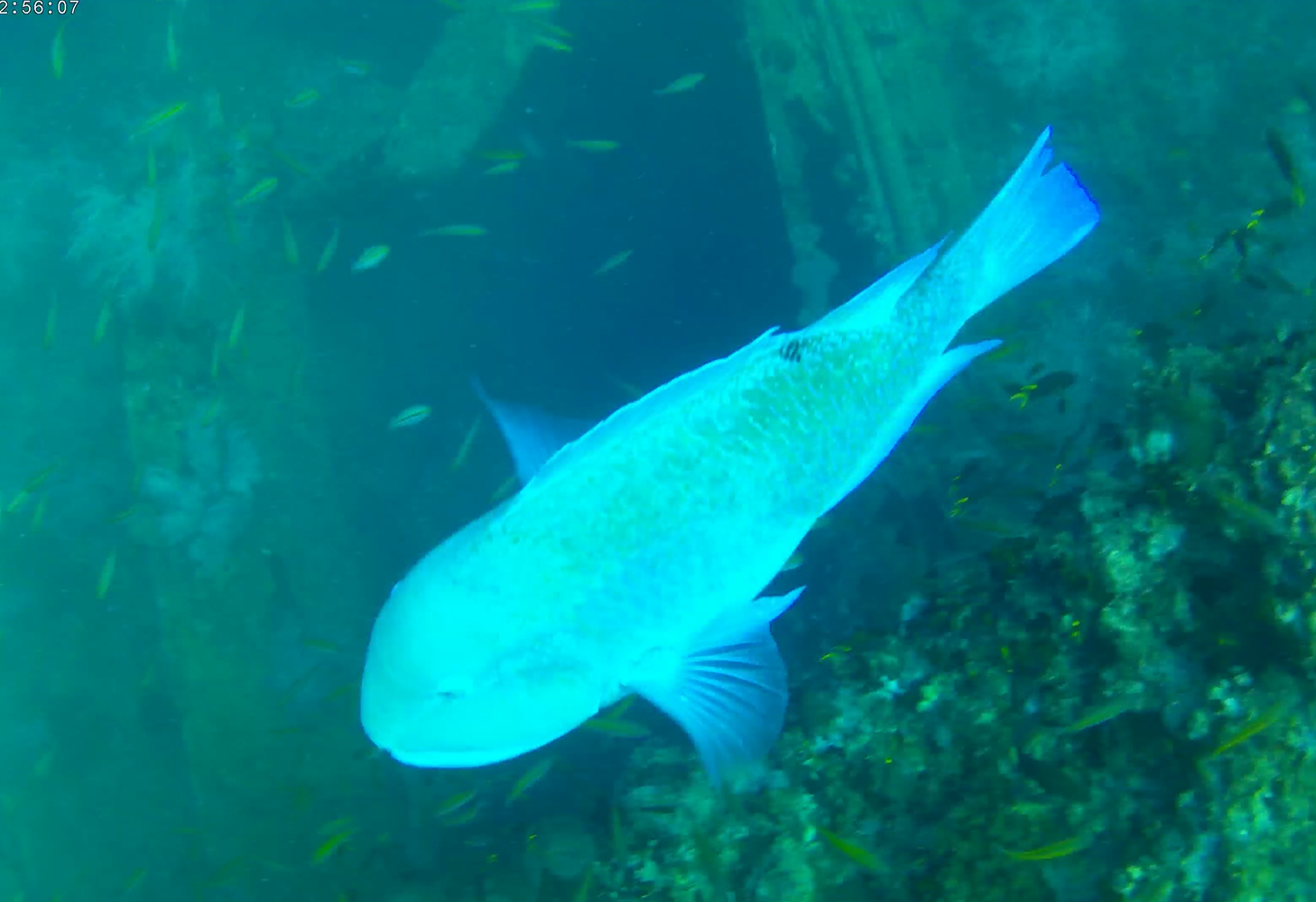 Blackspot Tuskfish (Choerodon schoenleinii)