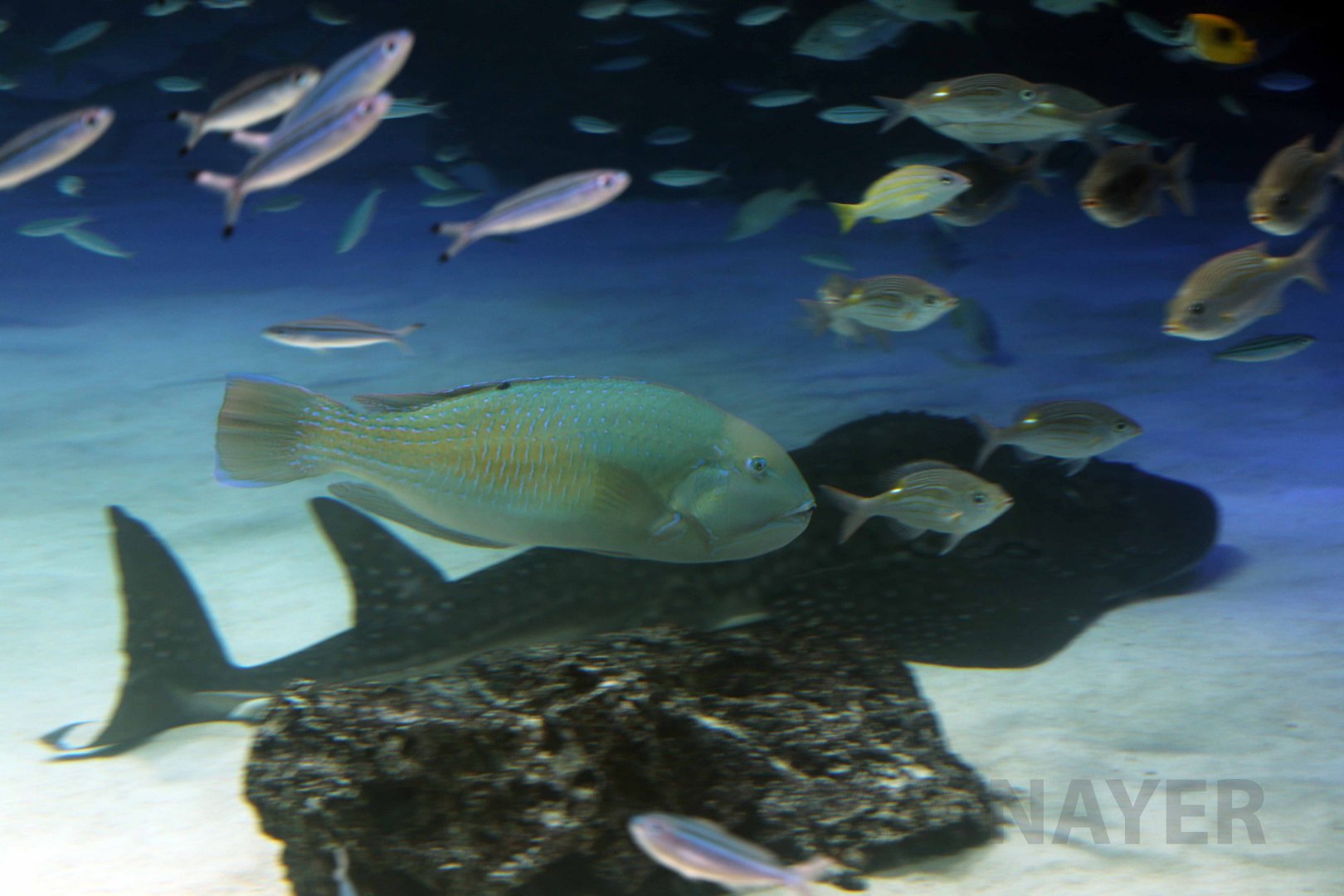 Blackspot tuskfish, October 2017