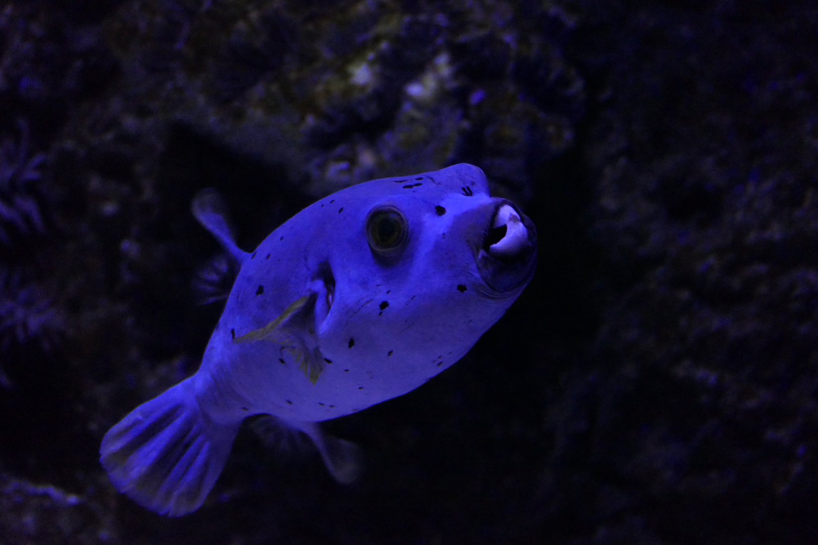 Blackspotted Puffer (Arothron nigricans)