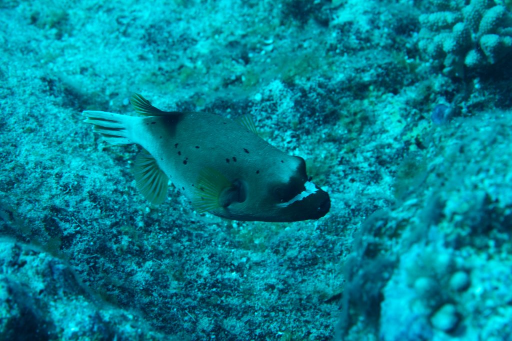 Blackspotted Puffer (Arothron nigropunctatus)