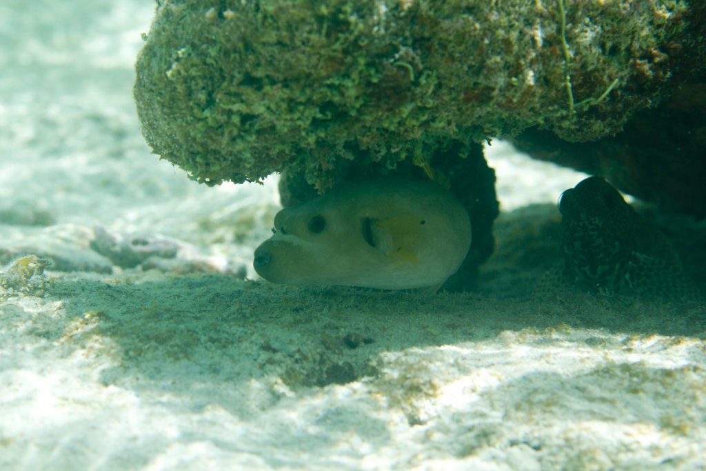 Blackspotted Puffer (Arothron nigropunctatus)