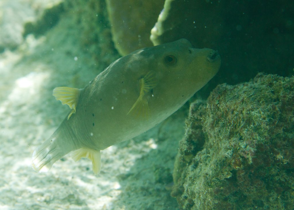 Blackspotted Puffer (Arothron nigropunctatus)