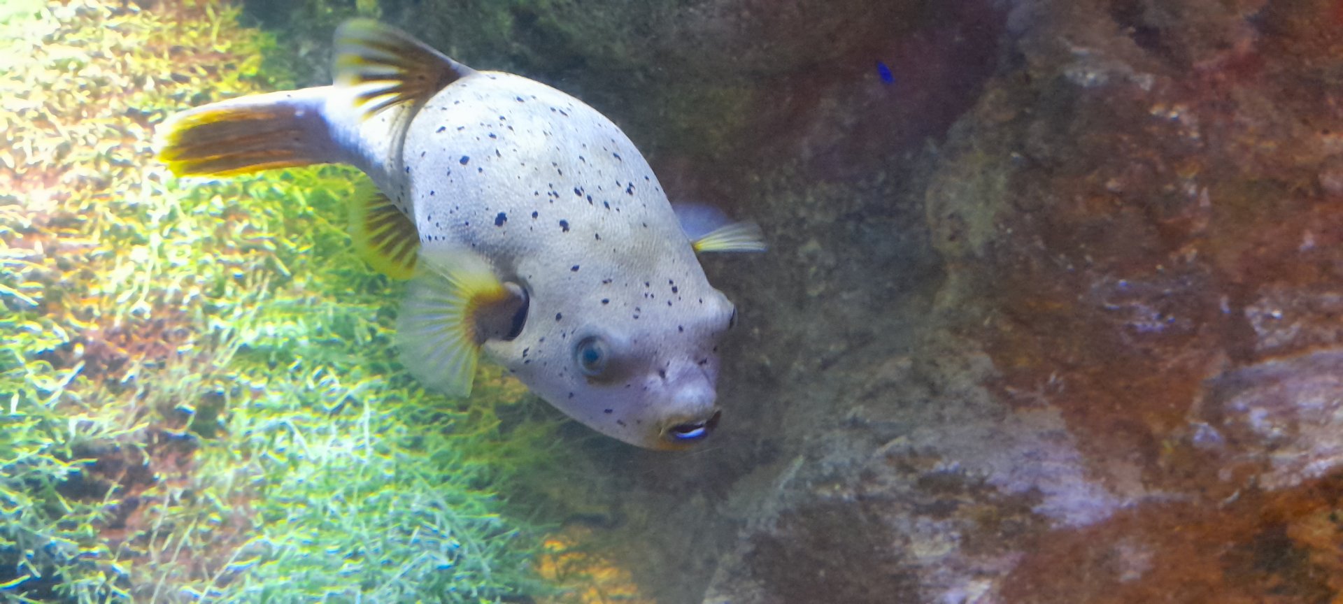 Blackspotted puffer (Arothron nigropunctatus)