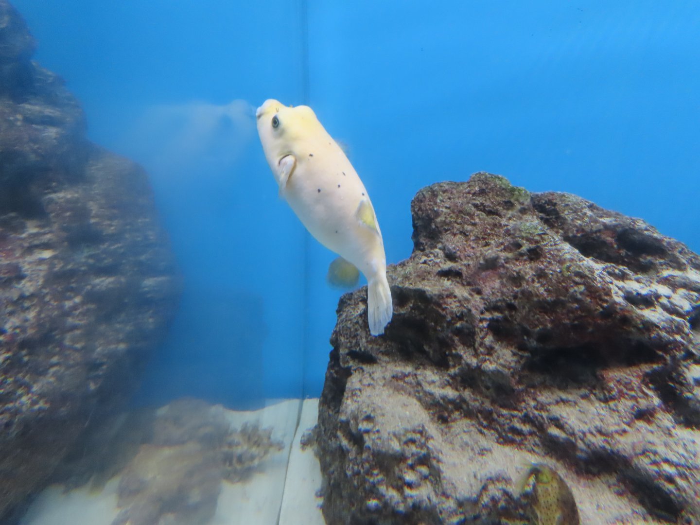 Blackspotted puffer (Arothron nigropunctatus)