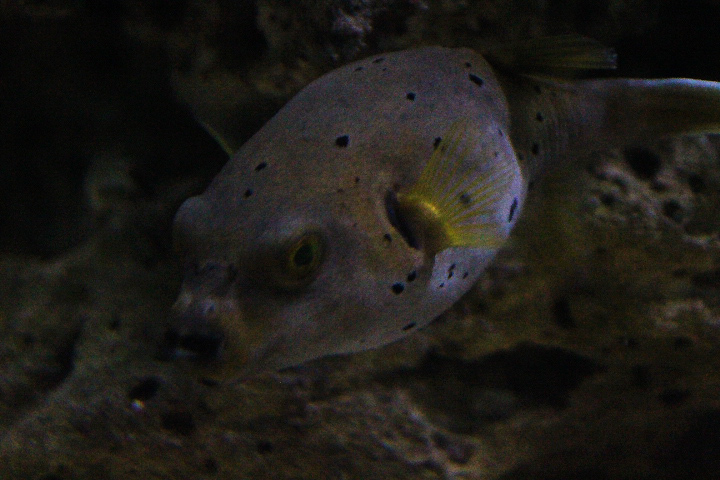 Blackspotted puffer (Arothron nigropunctatus)