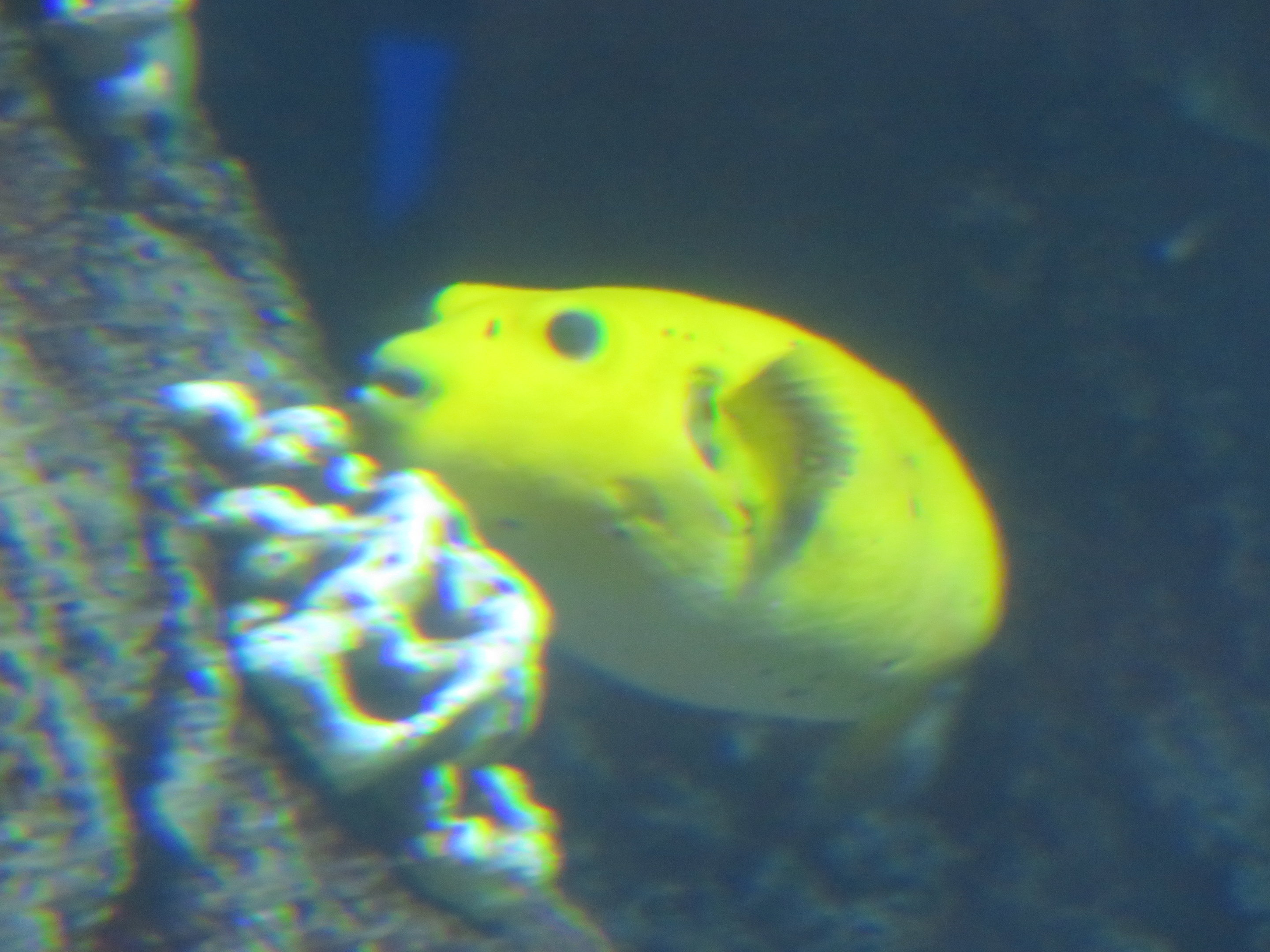 Blackspotted Puffer (Yellow)