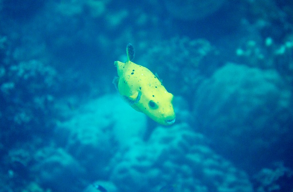Blackspotted Puffer