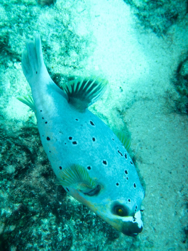 Blackspotted Puffer