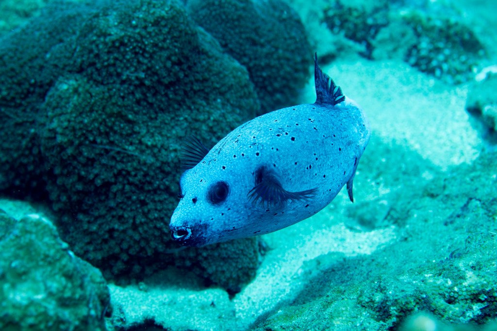 Blackspotted Puffer