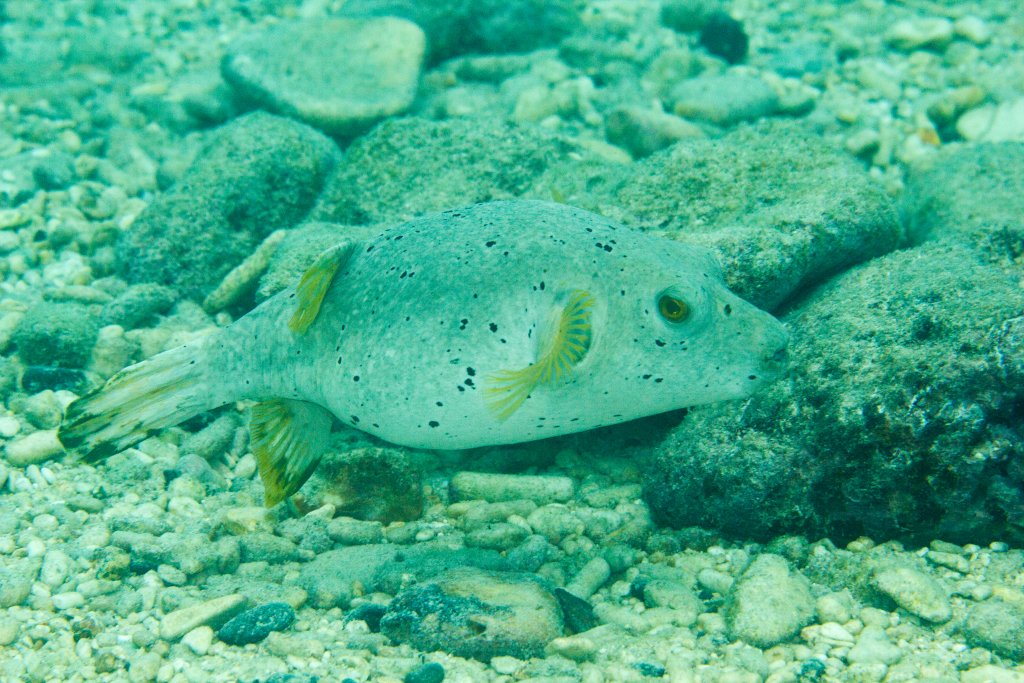 Blackspotted Puffer