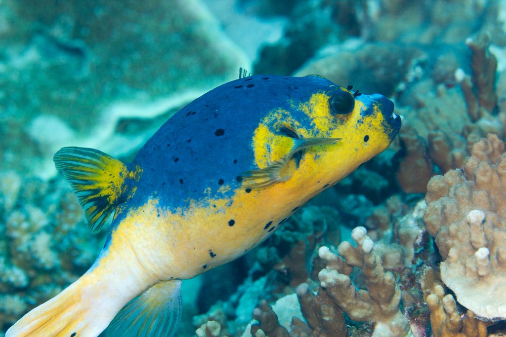 Blackspotted Puffer