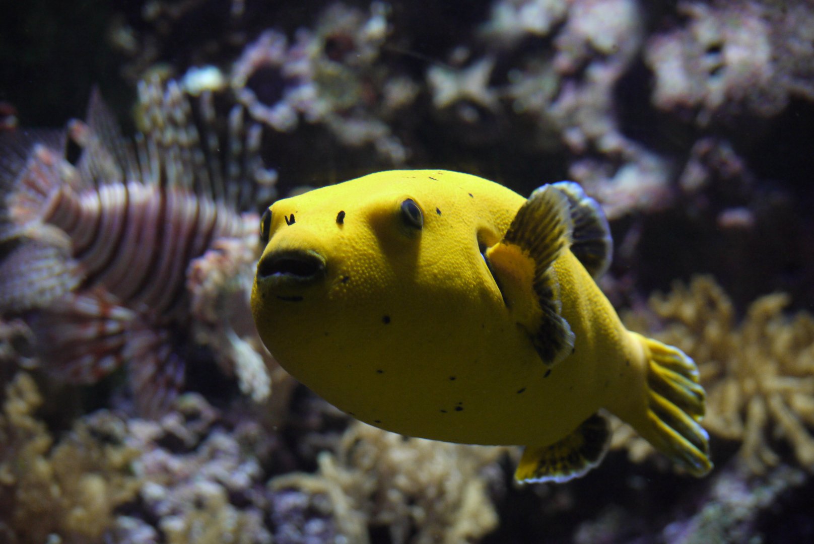 Blackspotted Puffer