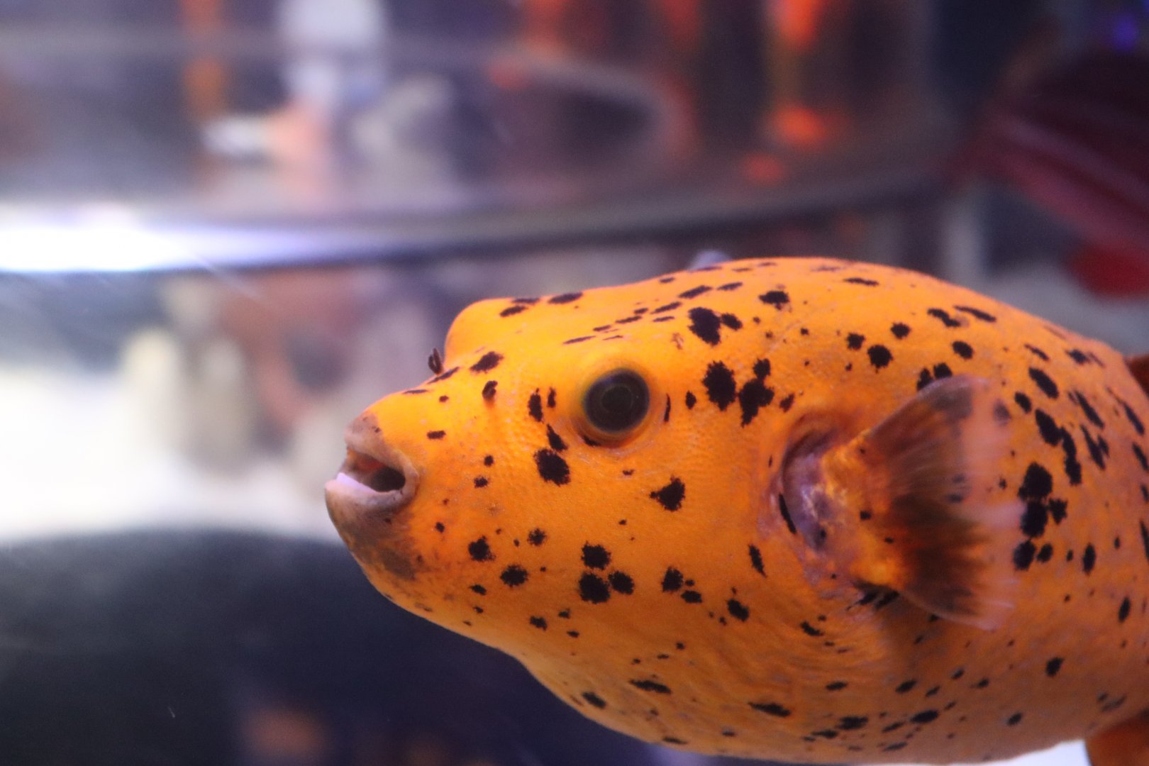 Blackspotted Puffer