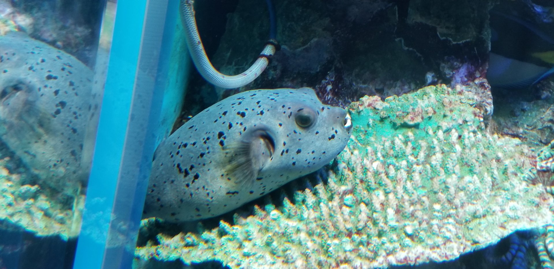 Blackspotted Puffer