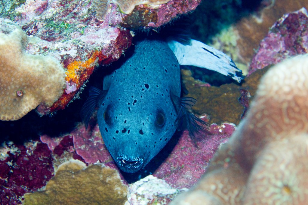 Blackspotted Pufferfish