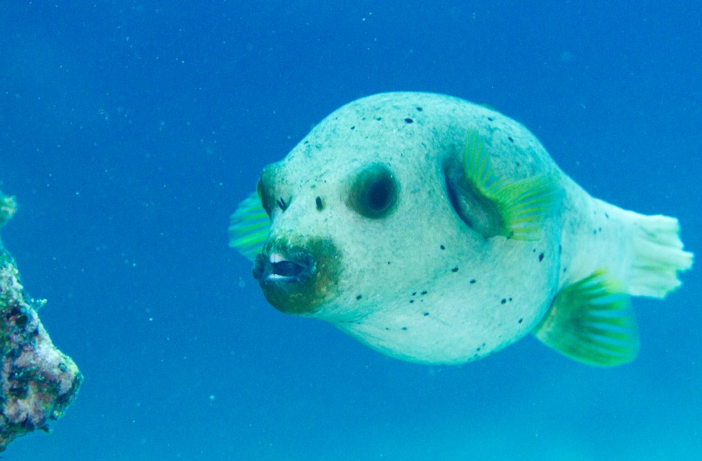Blackspotted Pufferfish