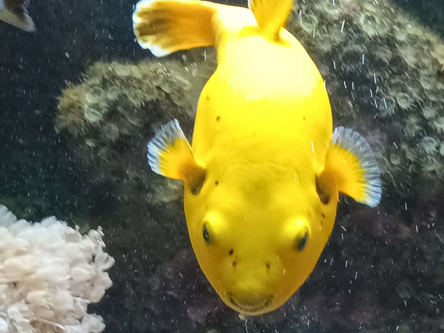 Blackspotted Pufferfish