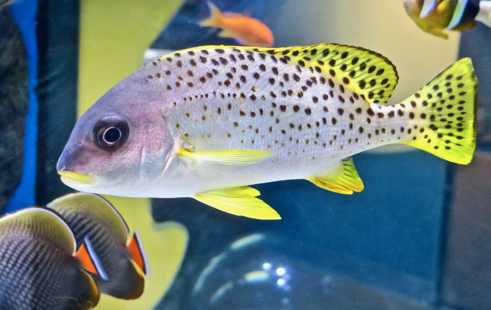 Blackspotted Rubberlip (Plectorhinchus gaterinus)