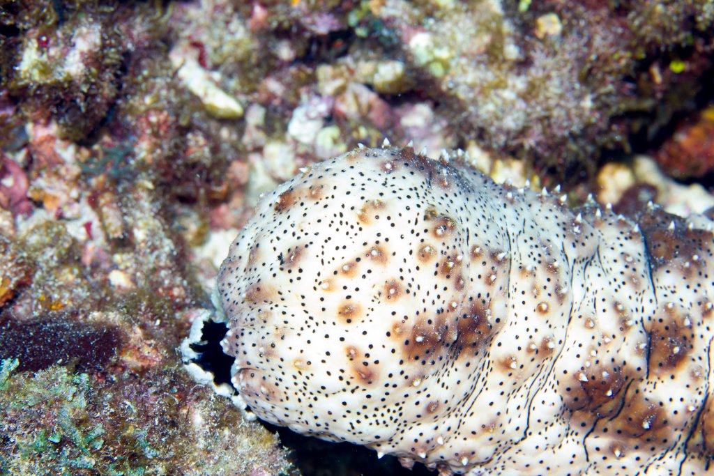 Blackspotted Sea Cucumber