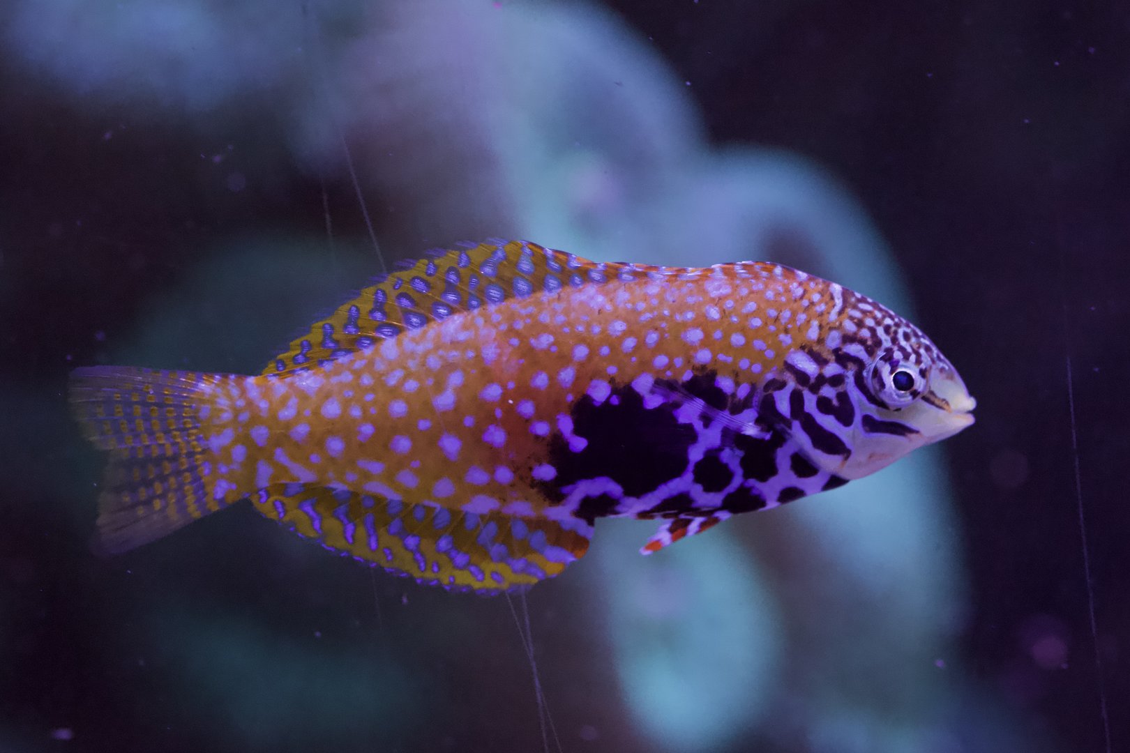 Blackspotted Wrasse/ Macropharyngodon meleagris