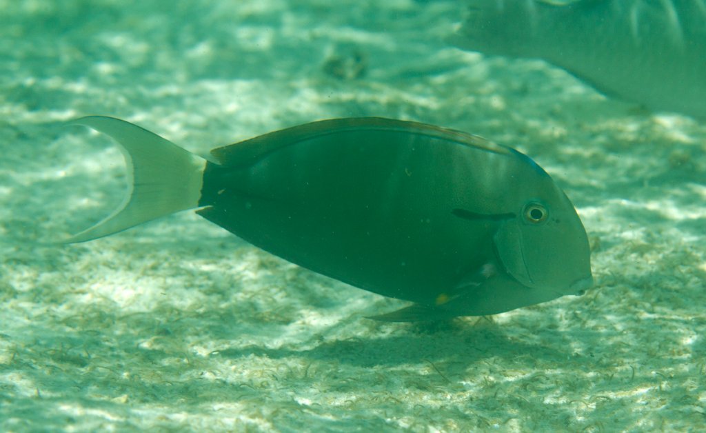 Blackstreak Surgeonfish (Acanthurus nigricaudus)