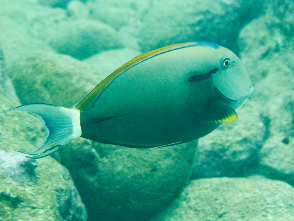 Blackstreak Surgeonfish
