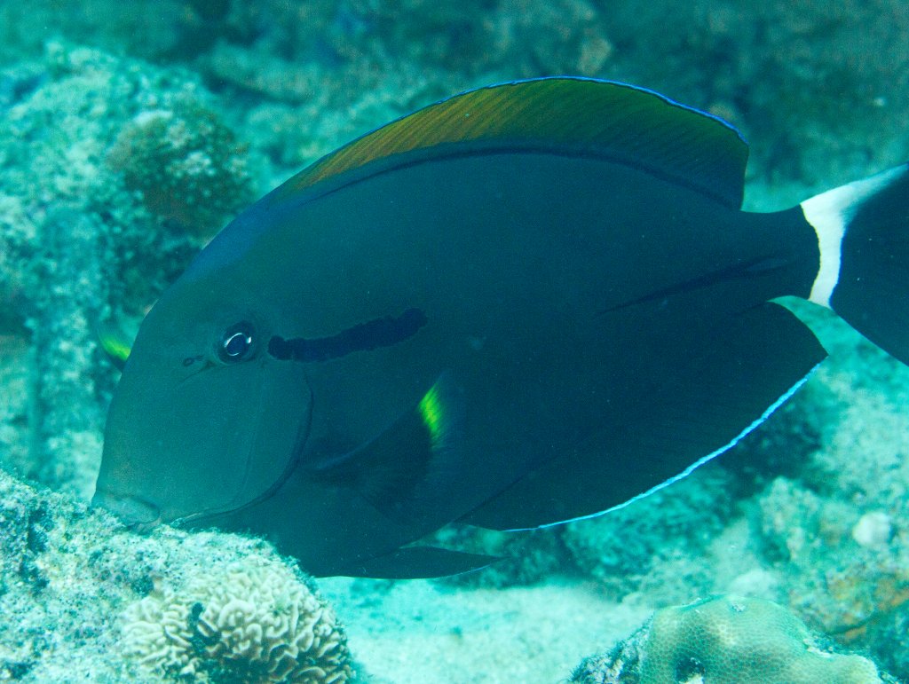 Blackstreak Surgeonfish