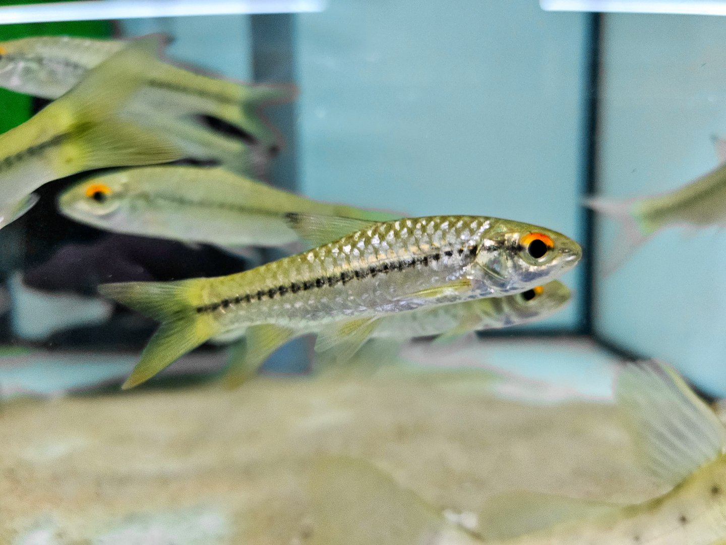 Blackstripe Barb (Enteromius macrops)