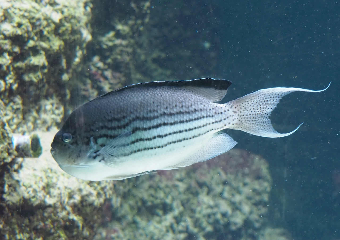 Blackstriped angelfish (Genicanthus lamarck), 2024-03-09