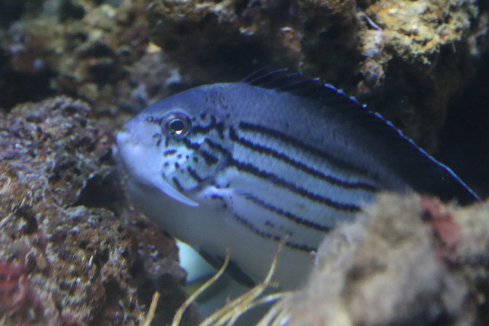 Blackstriped Angelfish (Genicanthus lamarck)