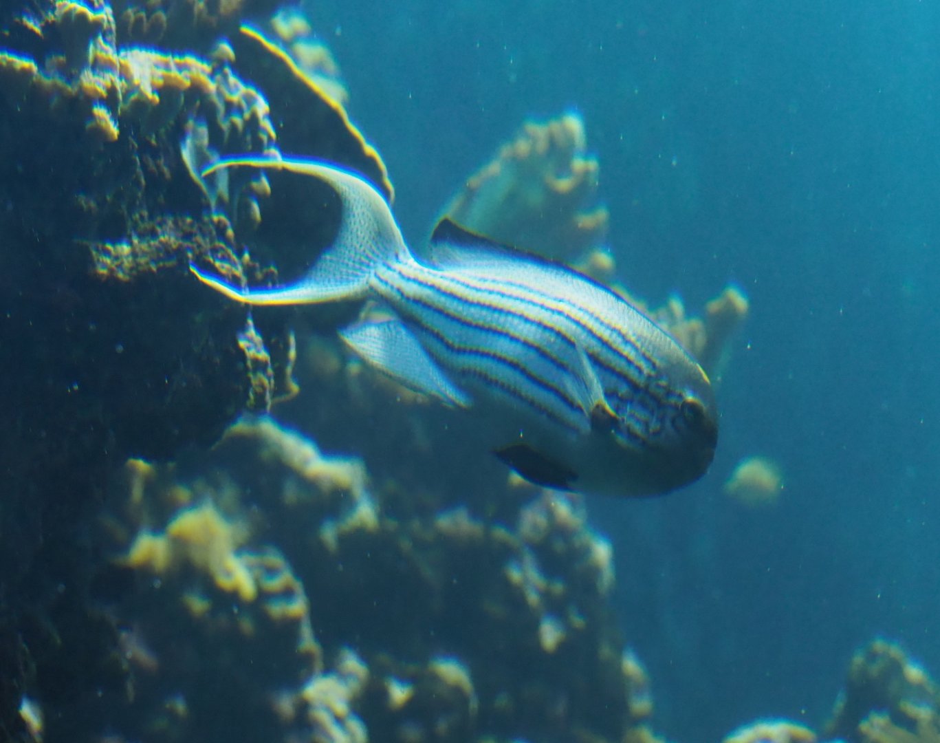 Blackstriped or Lamarck's angelfish (Genicanthus lamarck), Sep 16th, 2018