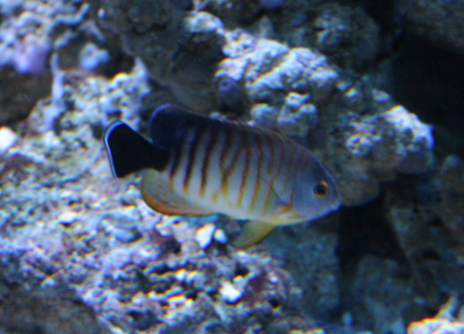 Blacktail angelfish - Centropyge eibli