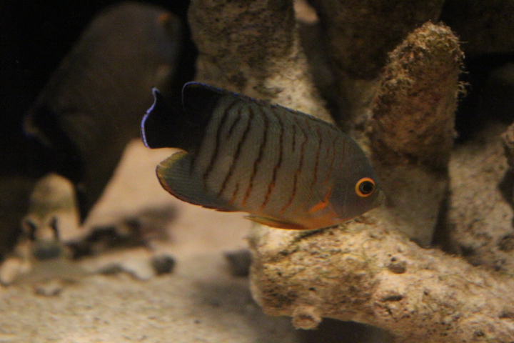 Blacktail angelfish (Centropyge eibli)