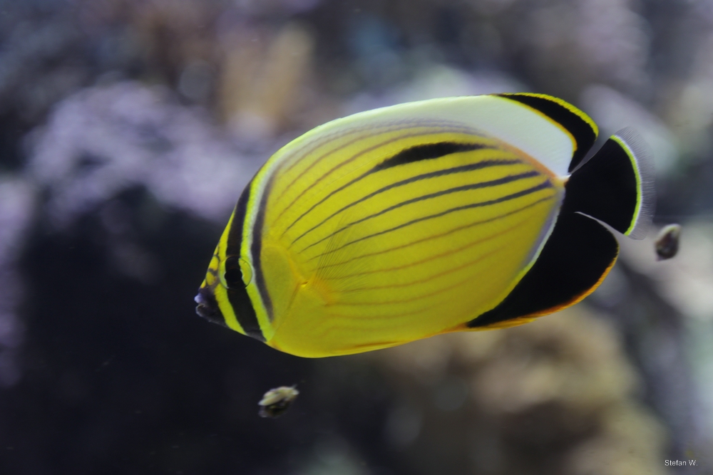 Blacktail butterflyfish (Chaetodon austriacus)