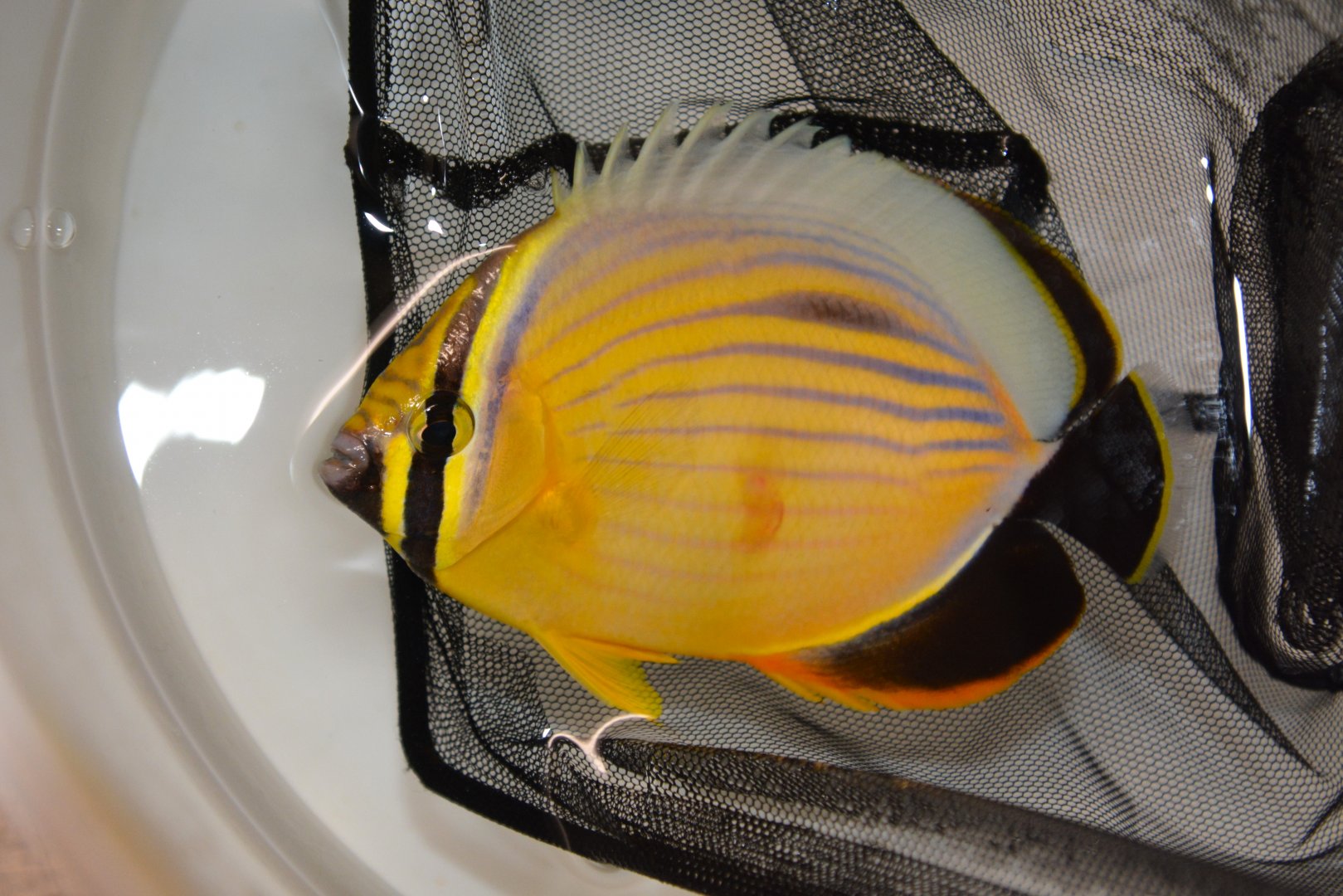Blacktail butterflyfish (Chaetodon austriacus)