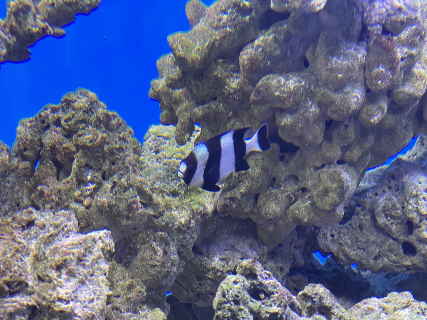 blacktail damselfish (dascyllus melanurus) (1)