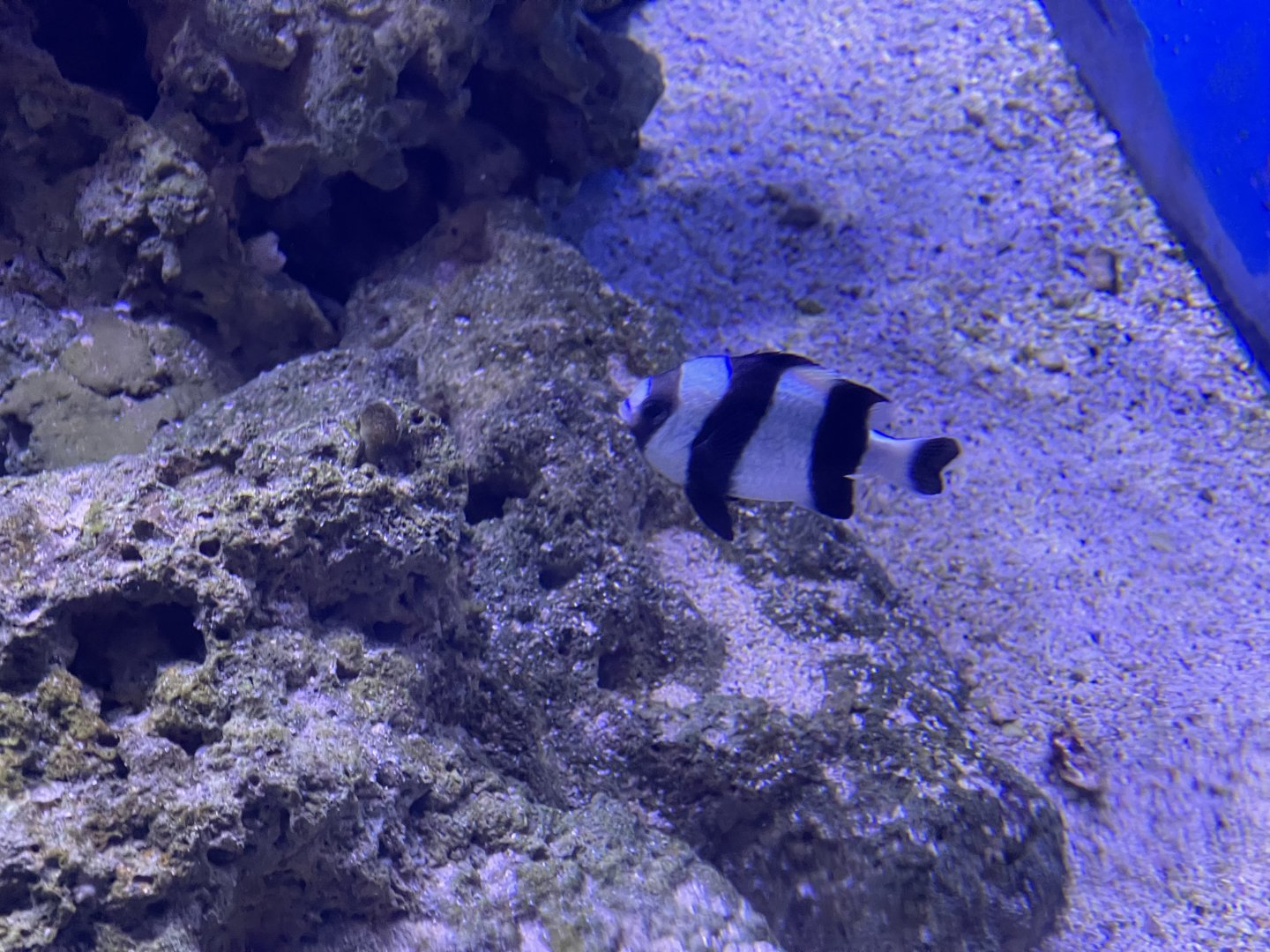 blacktail damselfish (dascyllus melanurus) (2)