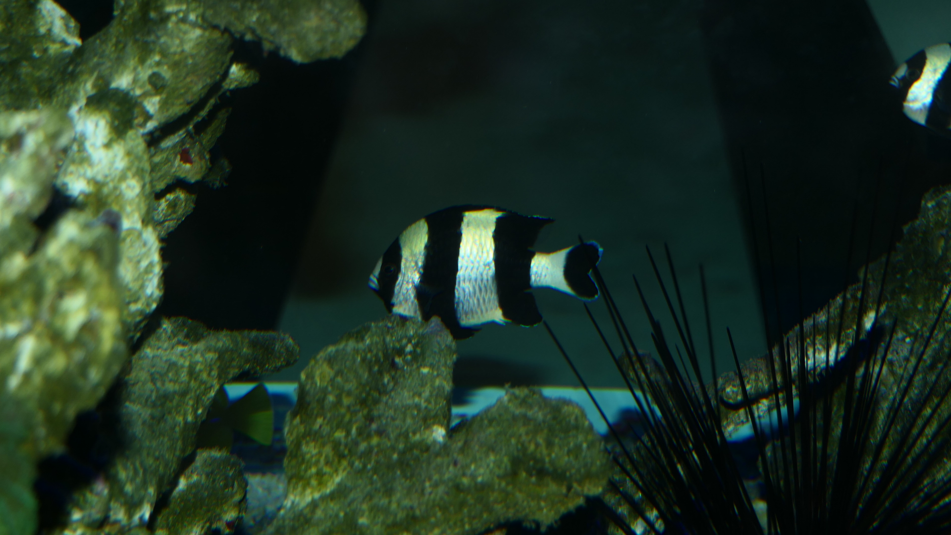 Blacktail Dascyllus (Dascyllus melanurus) - Cicerello's Aquarium, Fremantle