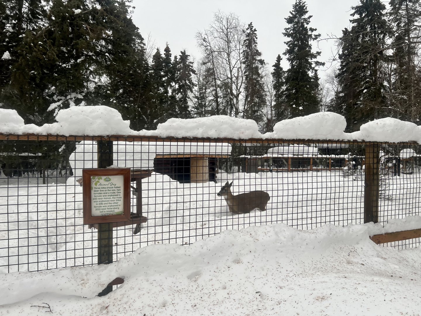 Blacktail Deer Exhibit