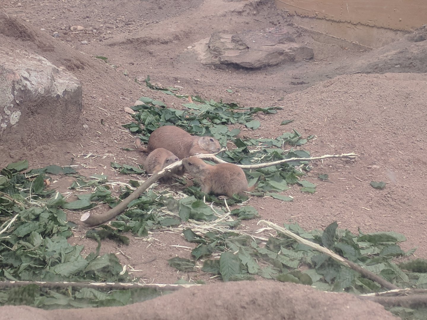 Blacktail Prairie Dogs